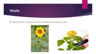 Haste
 Flexível e fino. Comum em ervas e arbustos de pequeno porte.
 