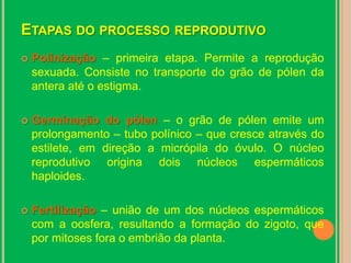 Etapas do processo reprodutivoPolinização – primeira etapa. Permite a reprodução sexuada. Consiste no transporte do grão de pólen da antera até o estigma.Germinação do pólen – o grão de pólen emite um prolongamento – tubo polínico – que cresce através do estilete, em direção a micrópila do óvulo. O núcleo reprodutivo origina dois núcleos espermáticos haploides.Fertilização – união de um dos núcleos espermáticos com a oosfera, resultando a formação do zigoto, que por mitoses fora o embrião da planta.