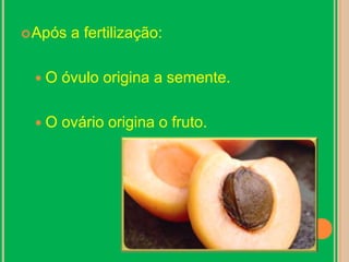 Após a fertilização: O óvulo origina a semente.O ovário origina o fruto.