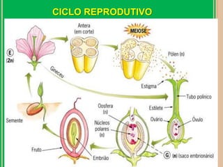 CICLO REPRODUTIVO