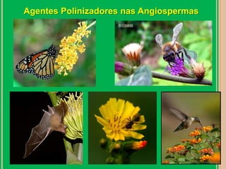 Agentes Polinizadores nas Angiospermas 