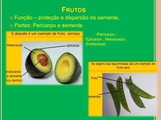 Frutos Função – proteção e dispersão da semente. Partes: Pericarpo e semente-Pericarpo -Epicarpo , Mesocarpo,Endocarpo.