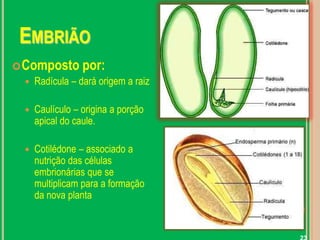 23EmbriãoComposto por:Radícula – dará origem a raizCaulículo – origina a porção apical do caule.Cotilédone – associado a nutrição das células embrionárias que se multiplicam para a formação da nova planta
