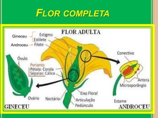 Flor completaGineceuAndroceu