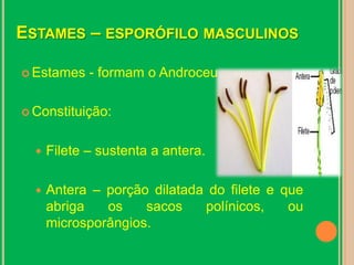 Estames – esporófilo masculinosEstames - formam o AndroceuConstituição:Filete – sustenta a antera.Antera – porção dilatada do filete e que abriga os sacos polínicos, ou microsporângios.