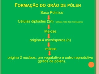 Formação do grão de pólenSaco Polínico Células diplóides (2n)  Células mãe dos micrósporosMeiose origina 4 micrósporos (n)  mitose origina 2 núcleos, um vegetativo e outro reprodutivo (grãos de pólen).