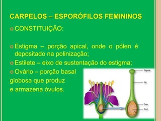 CARPELOS – ESPORÓFILOS FEMININOSCONSTITUIÇÃO:Estigma – porção apical, onde o pólen é depositado na polinização;Estilete – eixo de sustentação do estigma;Ovário – porção basal globosa que produz e armazena óvulos.