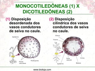 www.bioloja.com
MONOCOTILEDÔNEAS (1) X
DICOTILEDÔNEAS (2)
(1) Disposição
desordenada dos
vasos condutores
de seiva no caule.
(2) Disposição
cilíndrica dos vasos
condutores de seiva
no caule.
 