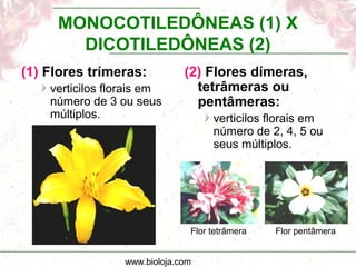 www.bioloja.com
MONOCOTILEDÔNEAS (1) X
DICOTILEDÔNEAS (2)
(1) Flores trímeras:
verticilos florais em
número de 3 ou seus
múltiplos.
(2) Flores dímeras,
tetrâmeras ou
pentâmeras:
verticilos florais em
número de 2, 4, 5 ou
seus múltiplos.
Flor tetrâmera Flor pentâmera
 