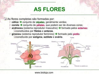 www.bioloja.com
AS FLORES
As flores completas são formadas por:
cálice  conjunto de sépalassépalas, geralmente verdes;
corola  conjunto de pétalaspétalas, que podem ser de diversas cores;
androceu (sistema reprodutor masculino)  formado pelos estamesestames:
constituídos por filetes e anteras.
gineceu (sistema reprodutor feminino)  formado pelo pistilopistilo:
constituído por estigma, estilete e ovário.
 