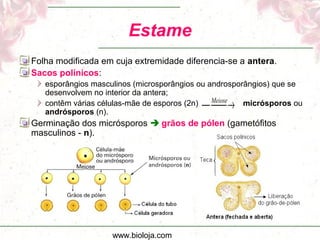 www.bioloja.com
Estame
Folha modificada em cuja extremidade diferencia-se a antera.
Sacos polínicos:
esporângios masculinos (microsporângios ou androsporângios) que se
desenvolvem no interior da antera;
contêm várias células-mãe de esporos (2n) micrósporos ou
andrósporos (n).
Germinação dos micrósporos  grãos de pólen (gametófitos
masculinos - n).
 → Meiose
 