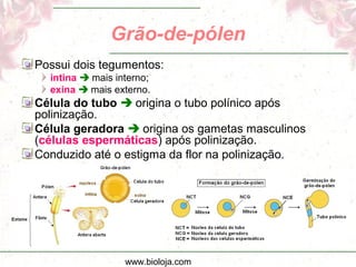 www.bioloja.com
Grão-de-pólen
Possui dois tegumentos:
intina  mais interno;
exina  mais externo.
Célula do tubo  origina o tubo polínico após
polinização.
Célula geradora  origina os gametas masculinos
(células espermáticas) após polinização.
Conduzido até o estigma da flor na polinização.
 