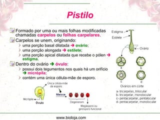 www.bioloja.com
Pistilo
Formado por uma ou mais folhas modificadas
chamadas carpelos ou folhas carpelares.
Carpelos se unem, originando:
uma porção basal dilatada  ovário;
uma porção alongada  estilete;
uma porção apical dilatada que recebe o pólen 
estigma.
Dentro do ovário  óvulo:
possui dois tegumentos nos quais há um orifício
 micrópila;
contém uma única célula-mãe de esporo.
 