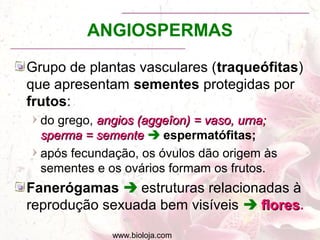 www.bioloja.com
ANGIOSPERMAS
Grupo de plantas vasculares (traqueófitas)
que apresentam sementes protegidas por
frutos:
do grego, angios (aggeîon) = vaso, urna;angios (aggeîon) = vaso, urna;
sperma = sementesperma = semente  espermatófitas;
após fecundação, os óvulos dão origem às
sementes e os ovários formam os frutos.
Fanerógamas  estruturas relacionadas à
reprodução sexuada bem visíveis  floresflores.
 