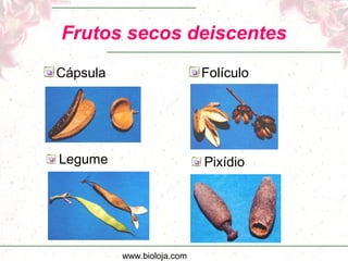 www.bioloja.com
Frutos secos deiscentes
Cápsula Folículo
Legume Pixídio
 