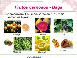 www.bioloja.com
Frutos carnosos - Baga
Apresentam 1 ou mais carpelos, 1 ou mais
sementes livres.
Laranja Goiaba Uva
Melancia Maracujá
Mamão
 