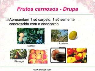 www.bioloja.com
Frutos carnosos - Drupa
Apresentam 1 só carpelo, 1 só semente
concrescida com o endocarpo.
Manga
Azeitona
Pêssego
 