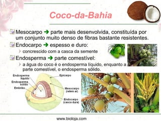 www.bioloja.com
Coco-da-Bahia
Mesocarpo  parte mais desenvolvida, constituída por
um conjunto muito denso de fibras bastante resistentes.
Endocarpo  espesso e duro:
concrescido com a casca da semente
Endosperma  parte comestível:
a água do coco é o endosperma líquido, enquanto a
parte comestível, o endosperma sólido.
 