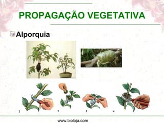 www.bioloja.com
PROPAGAÇÃO VEGETATIVA
Alporquia
 