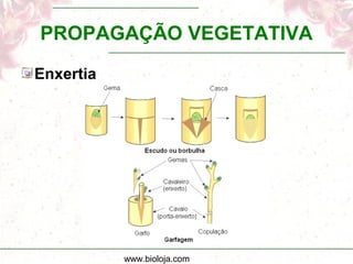 www.bioloja.com
PROPAGAÇÃO VEGETATIVA
Enxertia
 