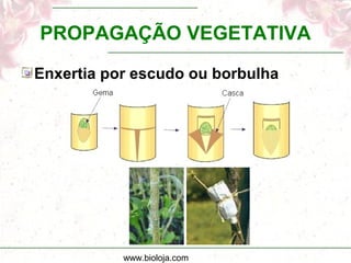 www.bioloja.com
PROPAGAÇÃO VEGETATIVA
Enxertia por escudo ou borbulha
 