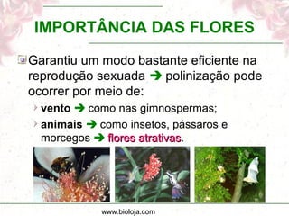 www.bioloja.com
IMPORTÂNCIA DAS FLORES
Garantiu um modo bastante eficiente na
reprodução sexuada  polinização pode
ocorrer por meio de:
vento  como nas gimnospermas;
animais  como insetos, pássaros e
morcegos  flores atrativasflores atrativas.
 