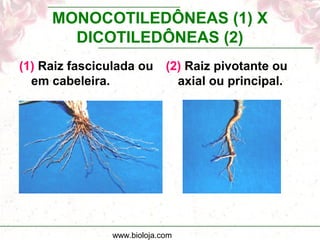 www.bioloja.com
MONOCOTILEDÔNEAS (1) X
DICOTILEDÔNEAS (2)
(1) Raiz fasciculada ou
em cabeleira.
(2) Raiz pivotante ou
axial ou principal.
 