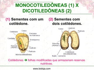 www.bioloja.com
MONOCOTILEDÔNEAS (1) X
DICOTILEDÔNEAS (2)
(1) Sementes com um
cotilédone.
(2) Sementes com
dois cotilédones.
Cotilédones  folhas modificadas que armazenam reservas
nutritivas.
 