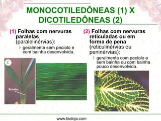 www.bioloja.com
MONOCOTILEDÔNEAS (1) X
DICOTILEDÔNEAS (2)
(1) Folhas com nervuras
paralelas
(paralelinérvias):
geralmente sem pecíolo e
com bainha desenvolvida.
(2) Folhas com nervuras
reticuladas ou em
forma de pena
(reticulinérvias ou
peninérvias):
geralmente com pecíolo e
sem bainha ou com bainha
pouco desenvolvida.
 