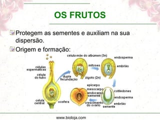 OS FRUTOS
Protegem as sementes e auxiliam na sua
dispersão.
Origem e formação:




             www.bioloja.com
 