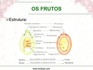 OS FRUTOS

Estrutura:




             www.bioloja.com
 