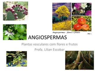 ANGIOSPERMAS
Plantas vasculares com flores e frutos
         Profa. Lilian Escobar
 