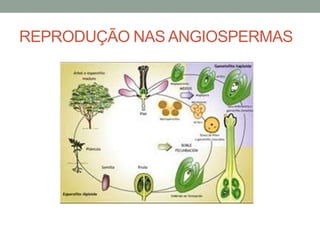REPRODUÇÃO NAS ANGIOSPERMAS
 