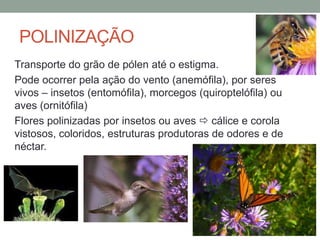 POLINIZAÇÃO
Transporte do grão de pólen até o estigma.
Pode ocorrer pela ação do vento (anemófila), por seres
vivos – insetos (entomófila), morcegos (quiroptelófila) ou
aves (ornitófila)
Flores polinizadas por insetos ou aves  cálice e corola
vistosos, coloridos, estruturas produtoras de odores e de
néctar.
 