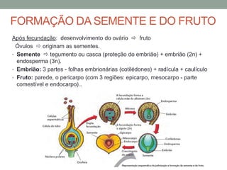 FORMAÇÃO DA SEMENTE E DO FRUTO
Após fecundação: desenvolvimento do ovário  fruto
  Óvulos  originam as sementes.
• Semente  tegumento ou casca (proteção do embrião) + embrião (2n) +
  endosperma (3n).
• Embrião: 3 partes - folhas embrionárias (cotilédones) + radícula + caulículo
• Fruto: parede, o pericarpo (com 3 regiões: epicarpo, mesocarpo - parte
  comestível e endocarpo)..
 