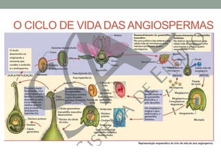 O CICLO DE VIDA DAS ANGIOSPERMAS
 