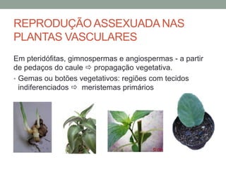 REPRODUÇÃO ASSEXUADA NAS
PLANTAS VASCULARES
Em pteridófitas, gimnospermas e angiospermas - a partir
de pedaços do caule  propagação vegetativa.
• Gemas ou botões vegetativos: regiões com tecidos
  indiferenciados  meristemas primários
 