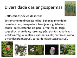 Diversidade das angiospermas
- 285 mil espécies descritas.
Extremamente diversas: milho; banana; amendoim;
palmito; coco; mangueiras; laranjeiras; goiabeiras;
canela; café; castanha-do-pará; arroz; feijão; trigo;
coqueiros; orquídeas; roseiras; ipês; plantas aquáticas -
lentilhas-d’água; ninfeias; valisnérias etc; cactáceas como
o mandacaru (Cereus), coroa-de-frade (Melocactus).
 