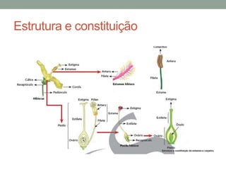 Estrutura e constituição
 