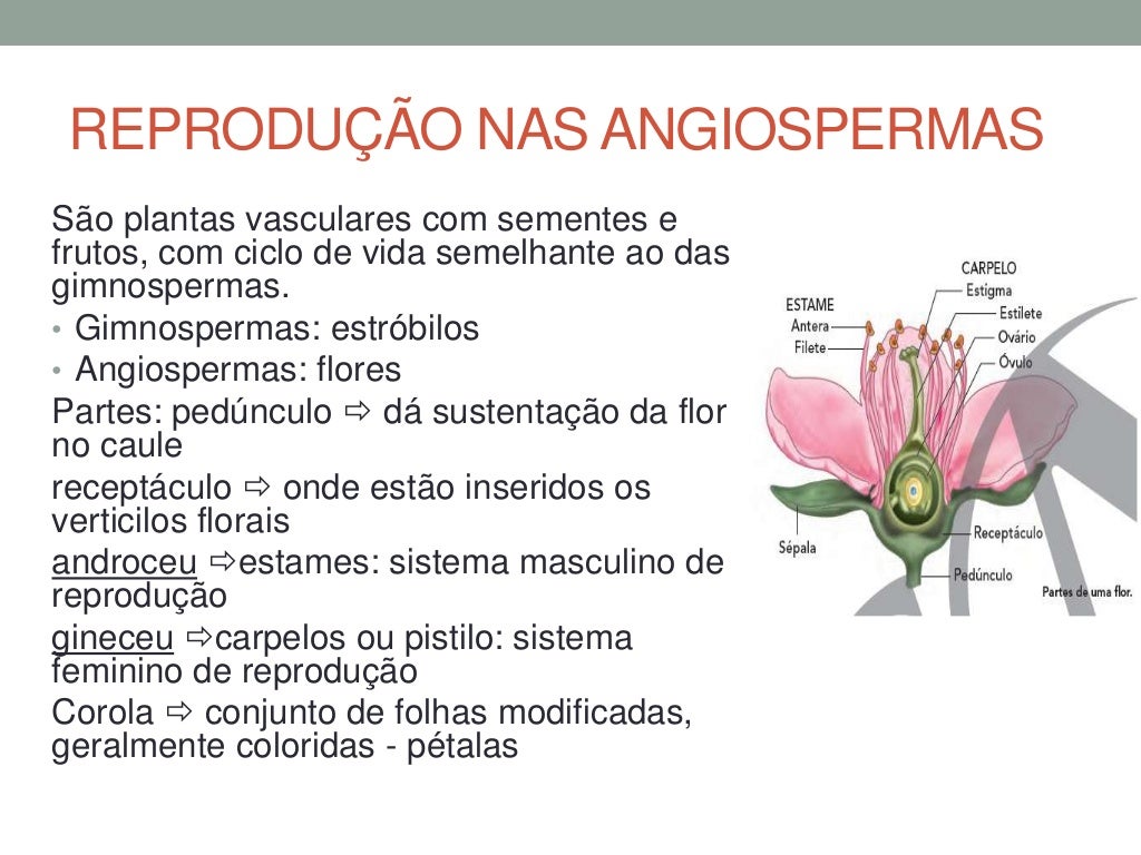 O Sucesso Evolutivo Das Angiospermas – FYLZAF