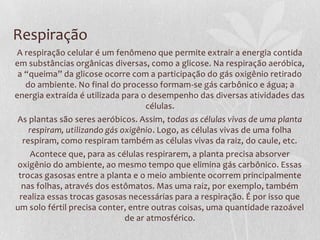 Respiração
A respiração celular é um fenômeno que permite extrair a energia contida
em substâncias orgânicas diversas, como a glicose. Na respiração aeróbica,
a “queima” da glicose ocorre com a participação do gás oxigênio retirado
do ambiente. No final do processo formam-se gás carbônico e água; a
energia extraída é utilizada para o desempenho das diversas atividades das
células.
As plantas são seres aeróbicos. Assim, todas as células vivas de uma planta
respiram, utilizando gás oxigênio. Logo, as células vivas de uma folha
respiram, como respiram também as células vivas da raiz, do caule, etc.
Acontece que, para as células respirarem, a planta precisa absorver
oxigênio do ambiente, ao mesmo tempo que elimina gás carbônico. Essas
trocas gasosas entre a planta e o meio ambiente ocorrem principalmente
nas folhas, através dos estômatos. Mas uma raiz, por exemplo, também
realiza essas trocas gasosas necessárias para a respiração. É por isso que
um solo fértil precisa conter, entre outras coisas, uma quantidade razoável
de ar atmosférico.

 