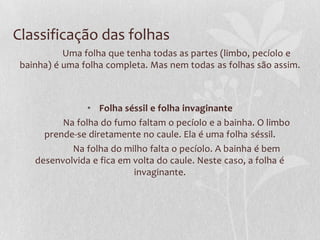 Classificação das folhas
Uma folha que tenha todas as partes (limbo, pecíolo e
bainha) é uma folha completa. Mas nem todas as folhas são assim.

• Folha séssil e folha invaginante
Na folha do fumo faltam o pecíolo e a bainha. O limbo
prende-se diretamente no caule. Ela é uma folha séssil.
Na folha do milho falta o pecíolo. A bainha é bem
desenvolvida e fica em volta do caule. Neste caso, a folha é
invaginante.

 