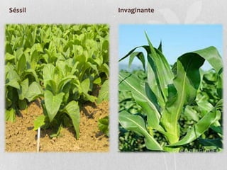 Séssil

Invaginante

 