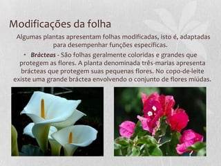 Modificações da folha
Algumas plantas apresentam folhas modificadas, isto é, adaptadas
para desempenhar funções específicas.
• Brácteas - São folhas geralmente coloridas e grandes que
protegem as flores. A planta denominada três-marias apresenta
brácteas que protegem suas pequenas flores. No copo-de-leite
existe uma grande bráctea envolvendo o conjunto de flores miúdas.

 