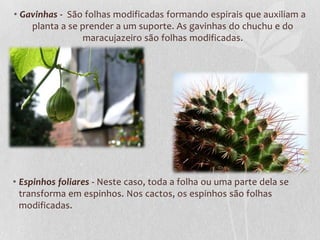 • Gavinhas - São folhas modificadas formando espirais que auxiliam a
planta a se prender a um suporte. As gavinhas do chuchu e do
maracujazeiro são folhas modificadas.

• Espinhos foliares - Neste caso, toda a folha ou uma parte dela se
transforma em espinhos. Nos cactos, os espinhos são folhas
modificadas.

 