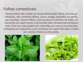 Folhas comestíveis
Muitas folhas são usadas em nossa alimentação diária. Durante as
refeições, nós comemos alface, couve, acelga, espinafre ou agrião,
por exemplo. Outras folhas, como as da erva-cidreira, do mate, da
camomila, do capim-santo e da hortelã, são utilizadas para preparar
chás. Para isso, elas podem ser cultivadas em casa ou encontradas
embaladas em saquinhos e em caixinhas nos supermercados. Podem
ser cozidas inteiras ou trituradas.

 