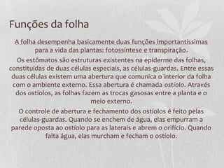 Funções da folha
A folha desempenha basicamente duas funções importantíssimas
para a vida das plantas: fotossíntese e transpiração.
Os estômatos são estruturas existentes na epiderme das folhas,
constituídas de duas células especiais, as células-guardas. Entre essas
duas células existem uma abertura que comunica o interior da folha
com o ambiente externo. Essa abertura é chamada ostíolo. Através
dos ostíolos, as folhas fazem as trocas gasosas entre a planta e o
meio externo.
O controle de abertura e fechamento dos ostíolos é feito pelas
células-guardas. Quando se enchem de água, elas empurram a
parede oposta ao ostíolo para as laterais e abrem o orifício. Quando
falta água, elas murcham e fecham o ostíolo.

 