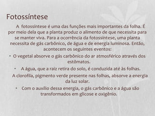 Fotossíntese
A fotossíntese é uma das funções mais importantes da folha. É
por meio dela que a planta produz o alimento de que necessita para
se manter viva. Para a ocorrência da fotossíntese, uma planta
necessita de gás carbônico, de água e de energia luminosa. Então,
acontecem os seguintes eventos:
• O vegetal absorve o gás carbônico do ar atmosférico através dos
estômatos.
• A água, que a raiz retira do solo, é conduzida até às folhas.
A clorofila, pigmento verde presente nas folhas, absorve a energia
da luz solar.
• Com o auxílio dessa energia, o gás carbônico e a água são
transformados em glicose e oxigênio.

 