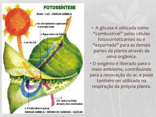 • A glicose é utilizada como
“combustível” pelas células
fotossintetizantes ou é
“exportada” para as demais
partes da planta através da
seiva orgânica.
• O oxigênio é liberado para o
meio ambiente, contribuindo
para a renovação do ar, e pode
também ser utilizado na
respiração da própria planta.

 