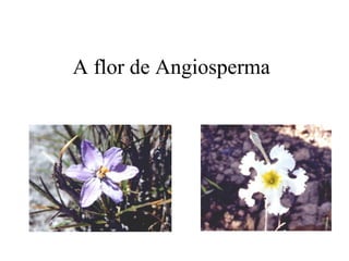 A flor de Angiosperma
 